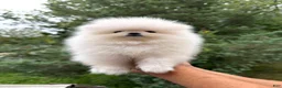 Pomeranian dogs for sale: Teacup Pomeranian Korean bloodline 2 - Ad 9