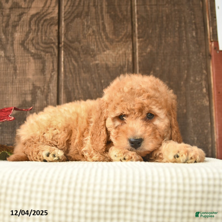 Mini Goldendoodle dogs Gloria  - Ad 7