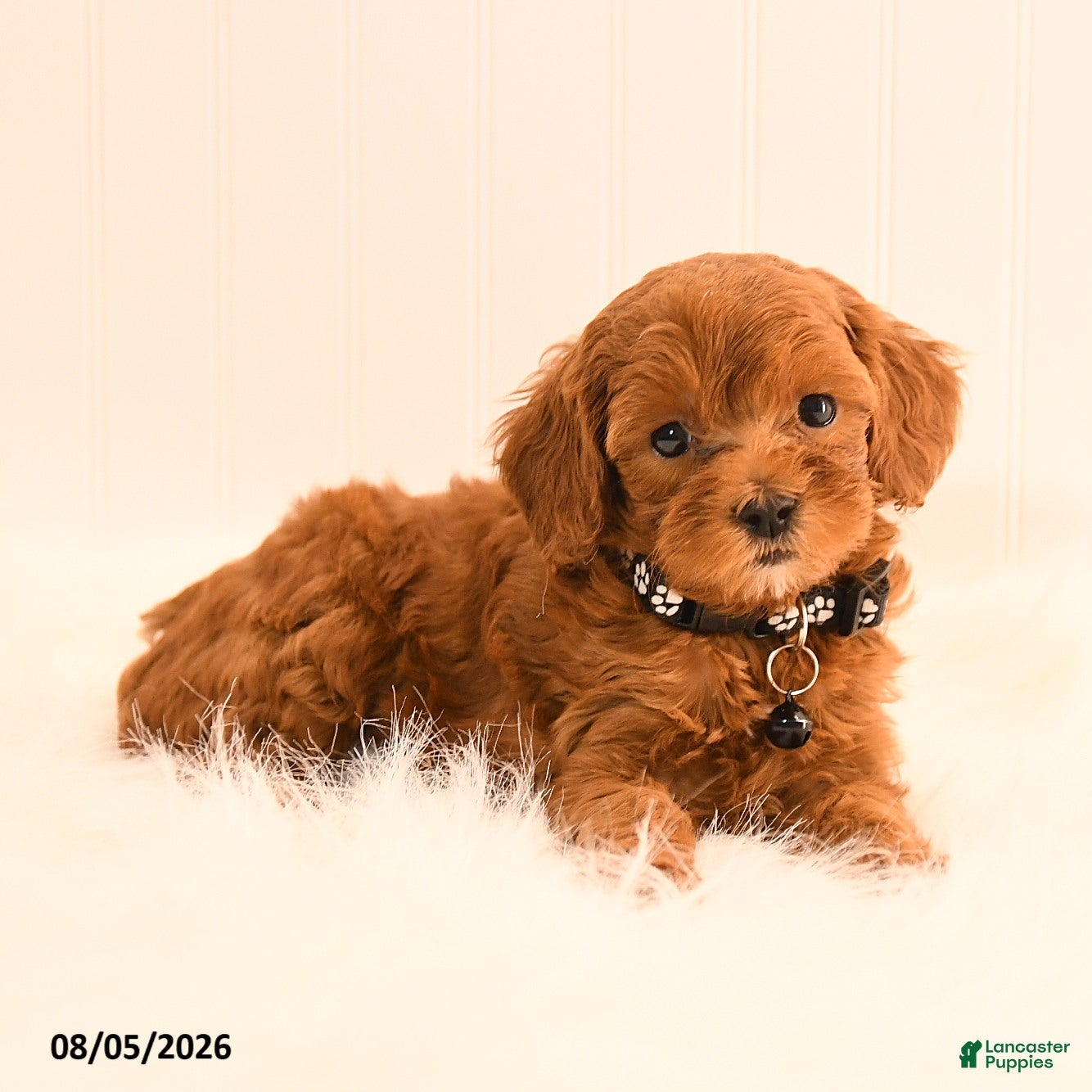 Cavapoo dogs Ivanna - Ad 2