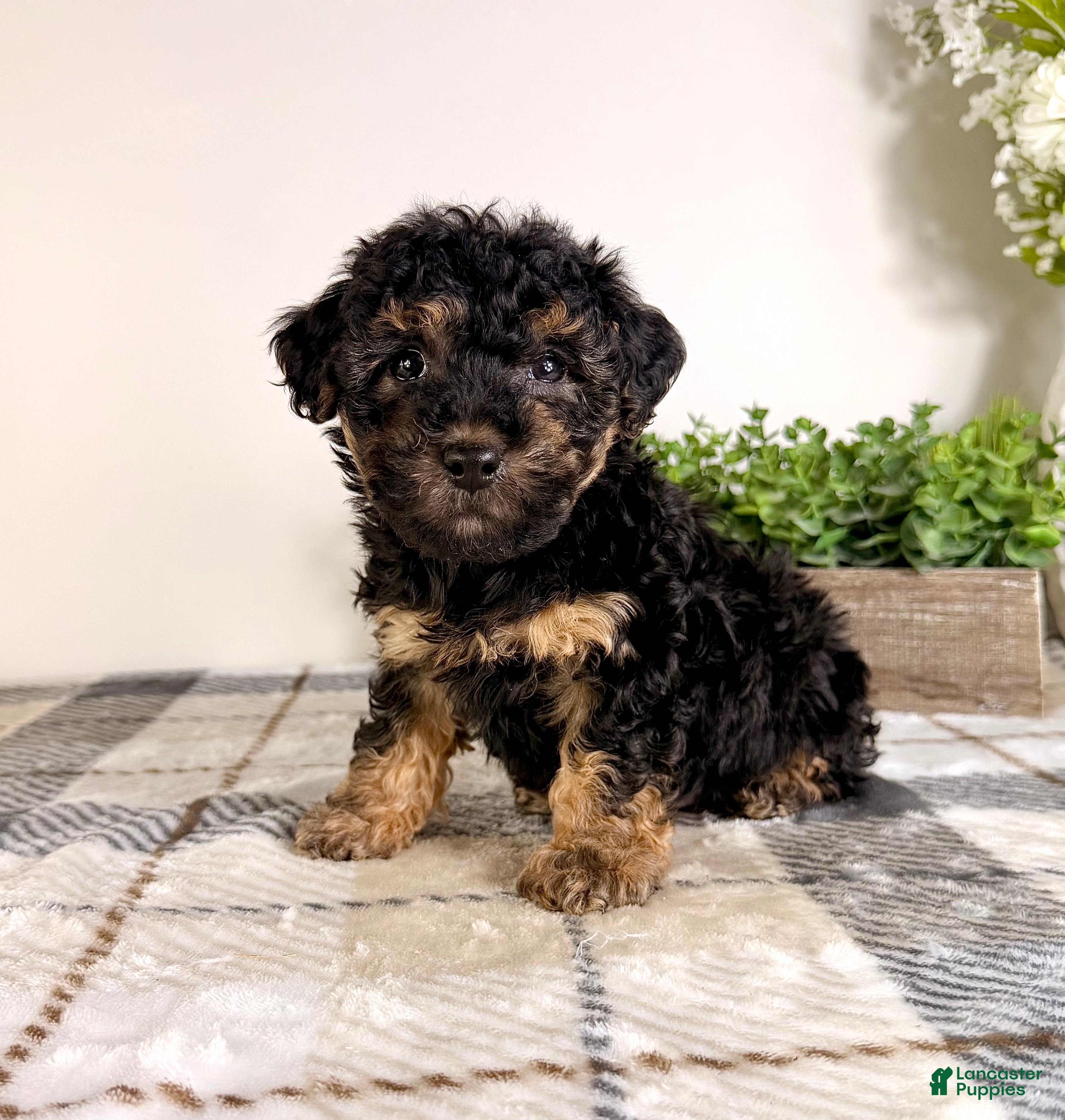 Yorkiepoo dogs Theodore - Ad 3