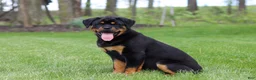 Rottweiler dogs for sale: Angela - Ad 5
