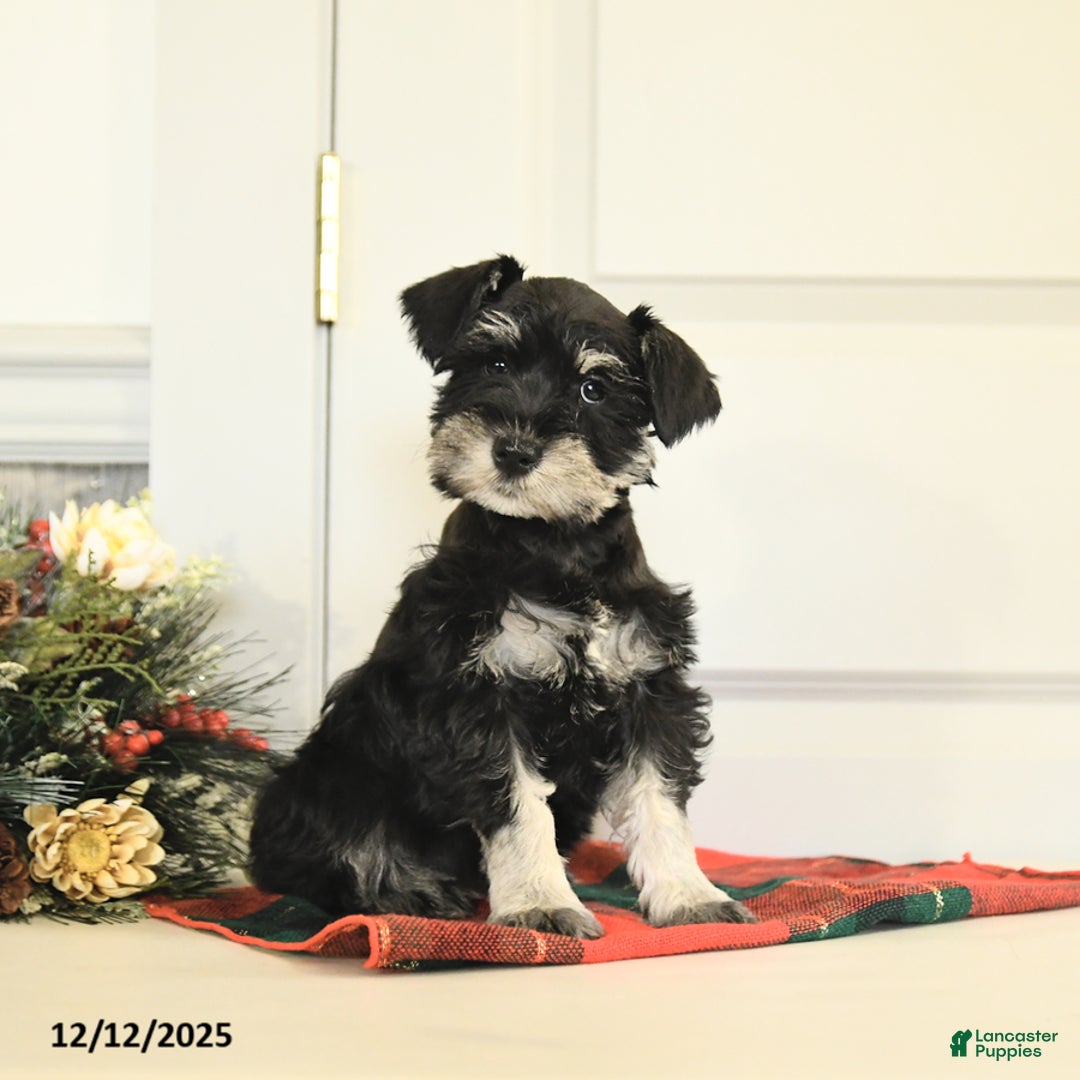 Miniature Schnauzer dogs for sale: Tinsel - Ad 2