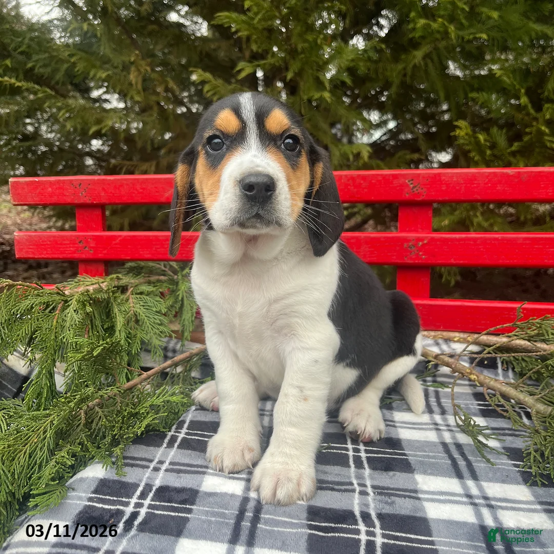Beagle dogs for sale: Archer - Ad 1