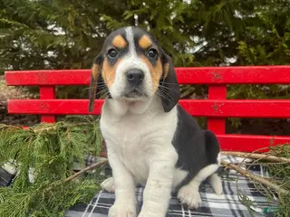 Beagle dogs for sale: Archer - Ad 1