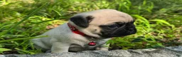 Pug dogs for sale: Moe - Ad 9