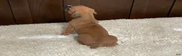Boxer dogs for sale: Rocky - Ad 7