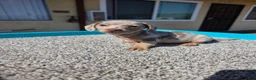 Miniature Dachshund dogs for sale: Lily - Ad 9