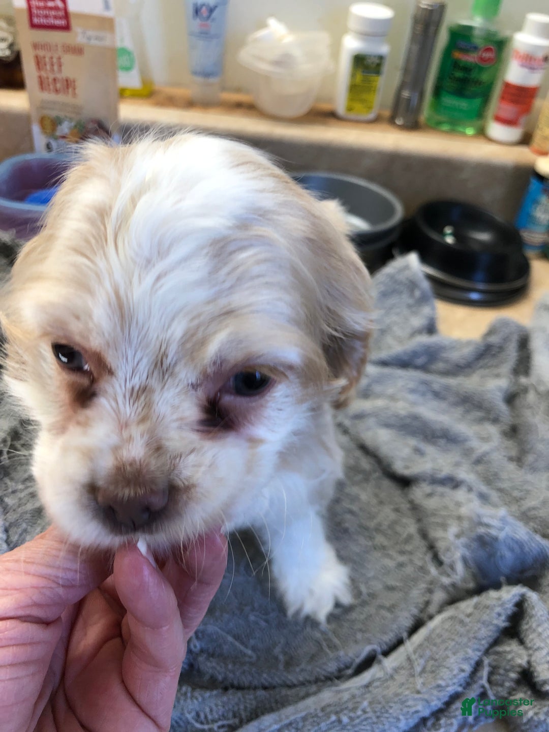 Cocker Spaniel dogs for sale: Vet checked perfect  - Ad 18