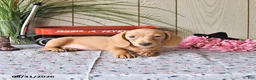 Miniature Dachshund dogs for sale: Rex - Ad 9