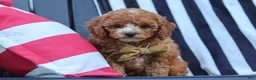 Cavapoo dogs for sale: Connor - Ad 7