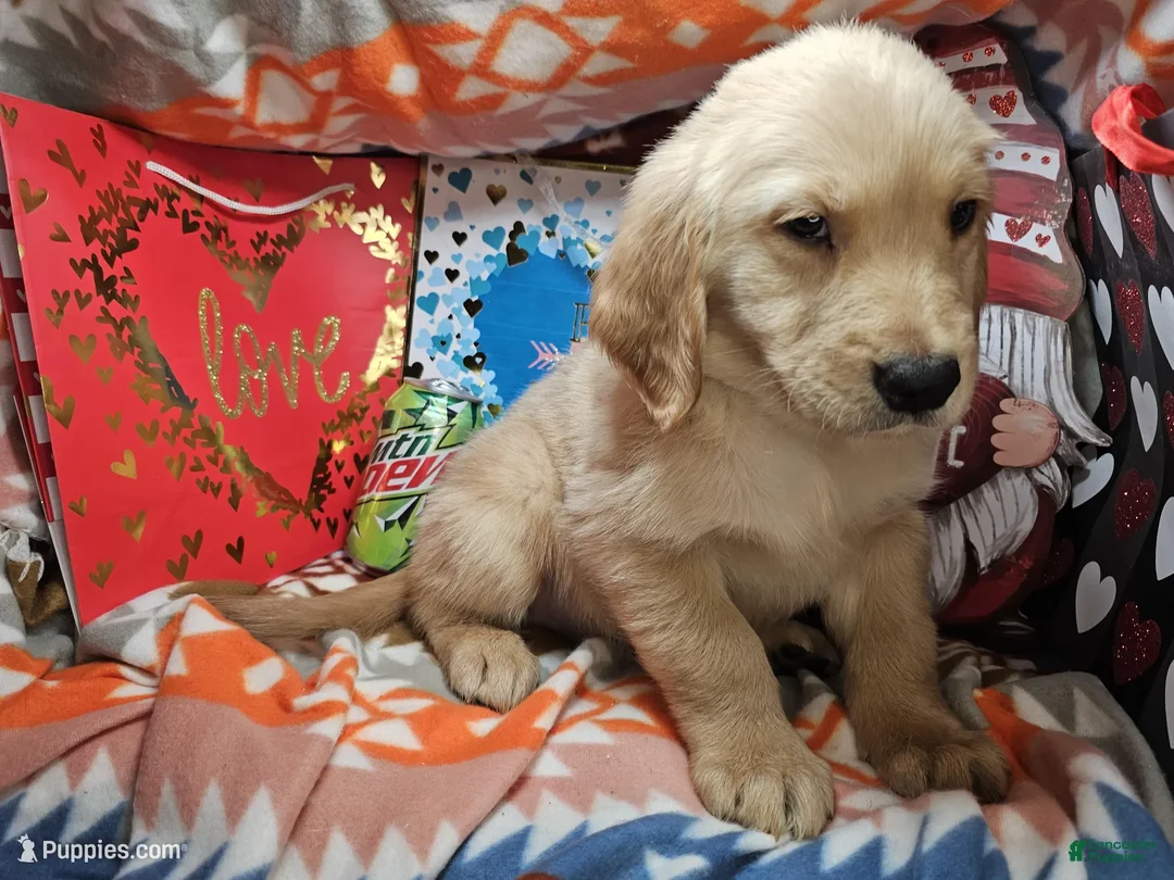 Golden Retriever dogs for sale: Gusto me Gusta - Ad 3