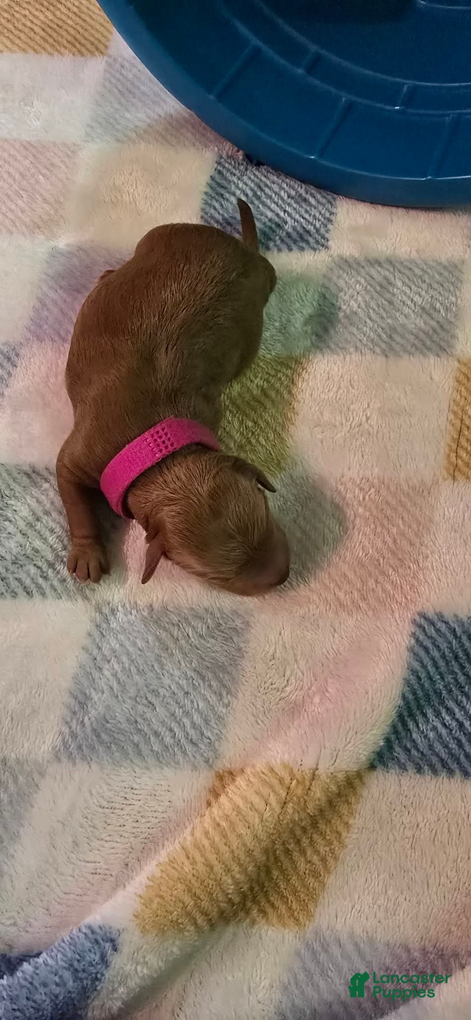 Mini Goldendoodle dogs for sale: ivy - Ad 4
