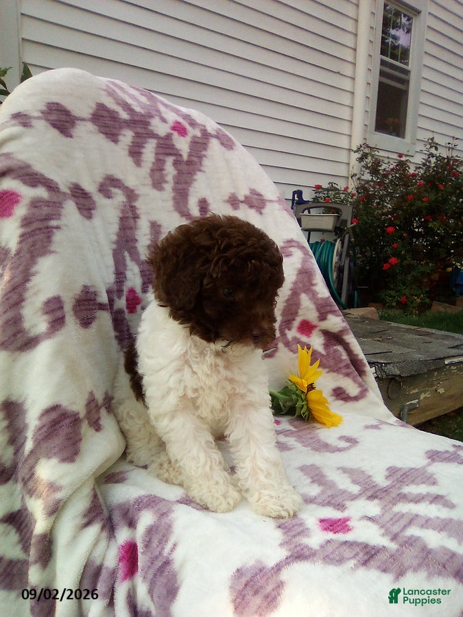Miniature Poodle dogs Remi - Ad 2