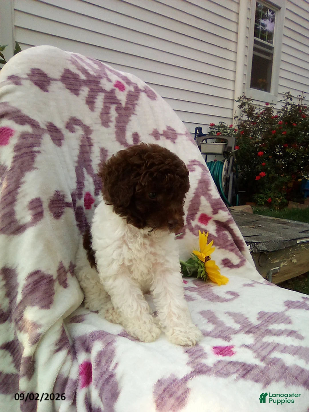 Miniature Poodle dogs for sale: Remi - Ad 2