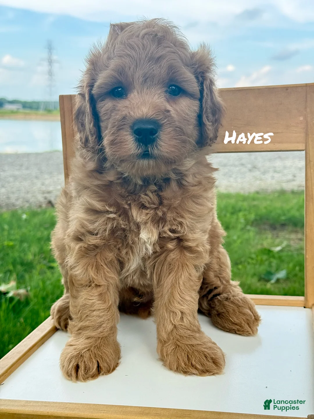 Mini Goldendoodle dogs for sale: Hayes - Mini F1b Goldendoodle - Ad 1