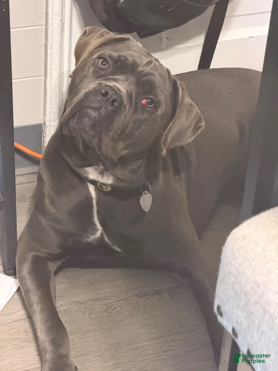 Cane Corso dogs for sale: Cane Corso 1 - Ad 1