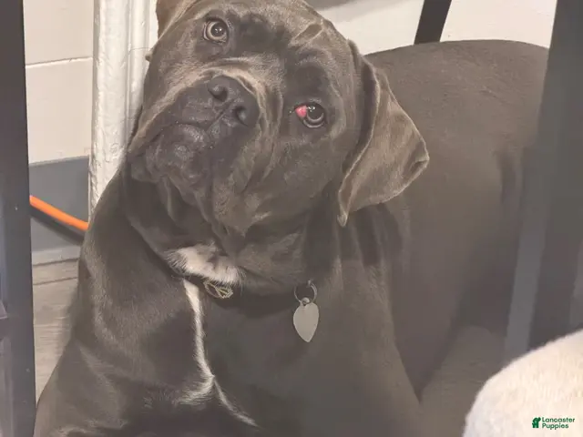 Cane Corso dogs for sale: Cane Corso 1 - Ad 1