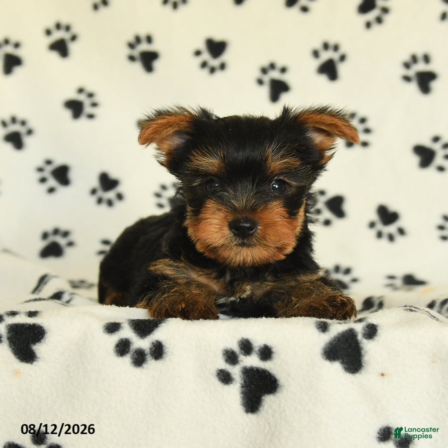 Yorkshire Terrier dogs Quill - Ad 2