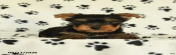 Yorkshire Terrier dogs for sale: Quill - Ad 2