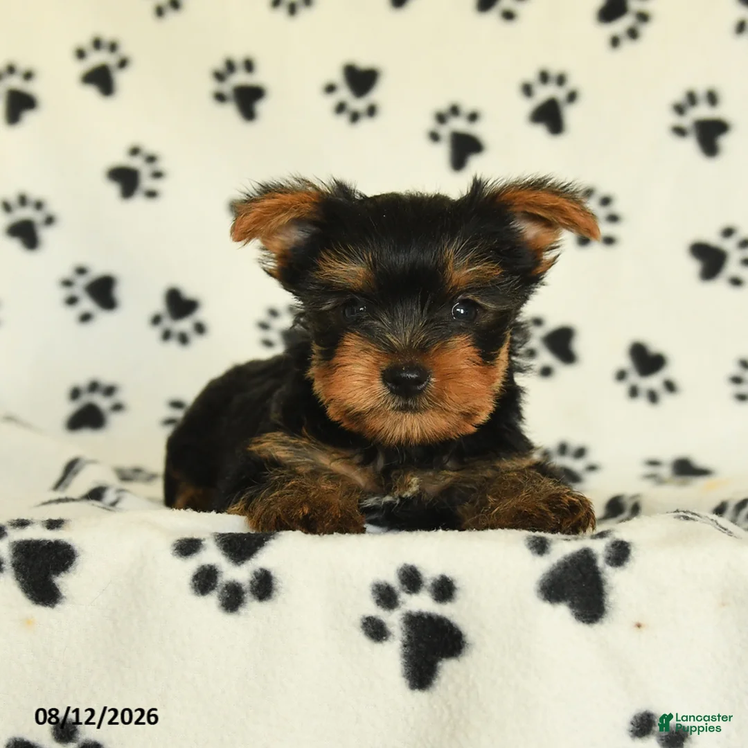 Yorkshire Terrier dogs for sale: Quill - Ad 2
