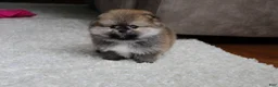 Pomeranian dogs for sale: Teacup Paisley - Ad 15