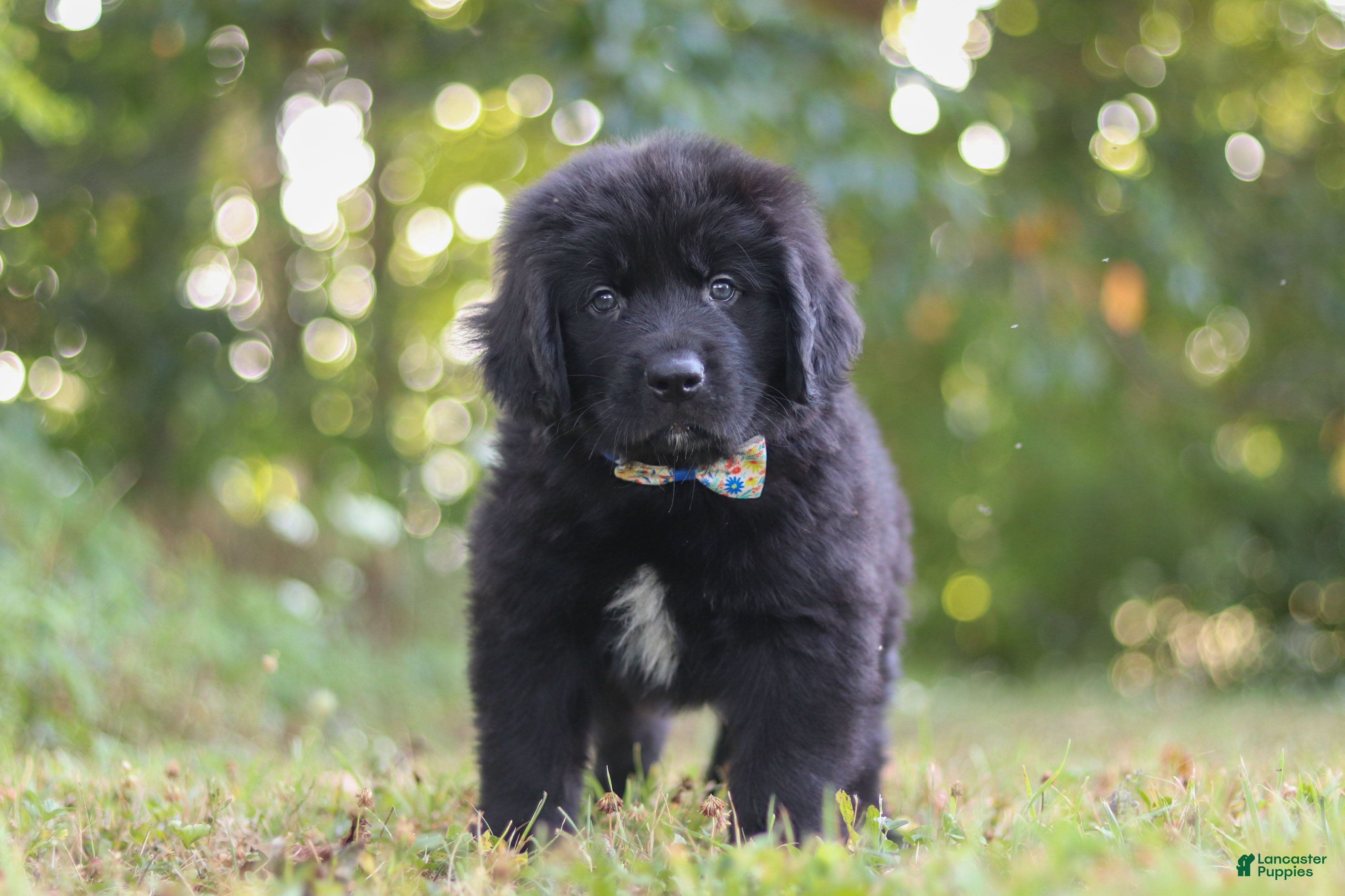 Newfoundland dogs Jimmy - Ad 1