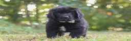 Newfoundland dogs for sale: Jimmy - Ad 1
