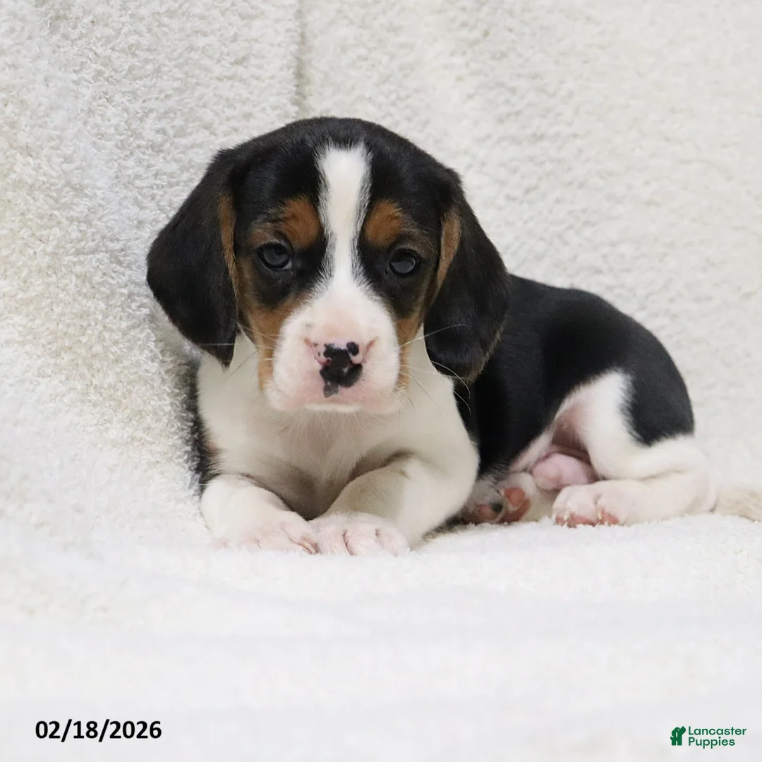 Beagle dogs for sale: Ned - Ad 10