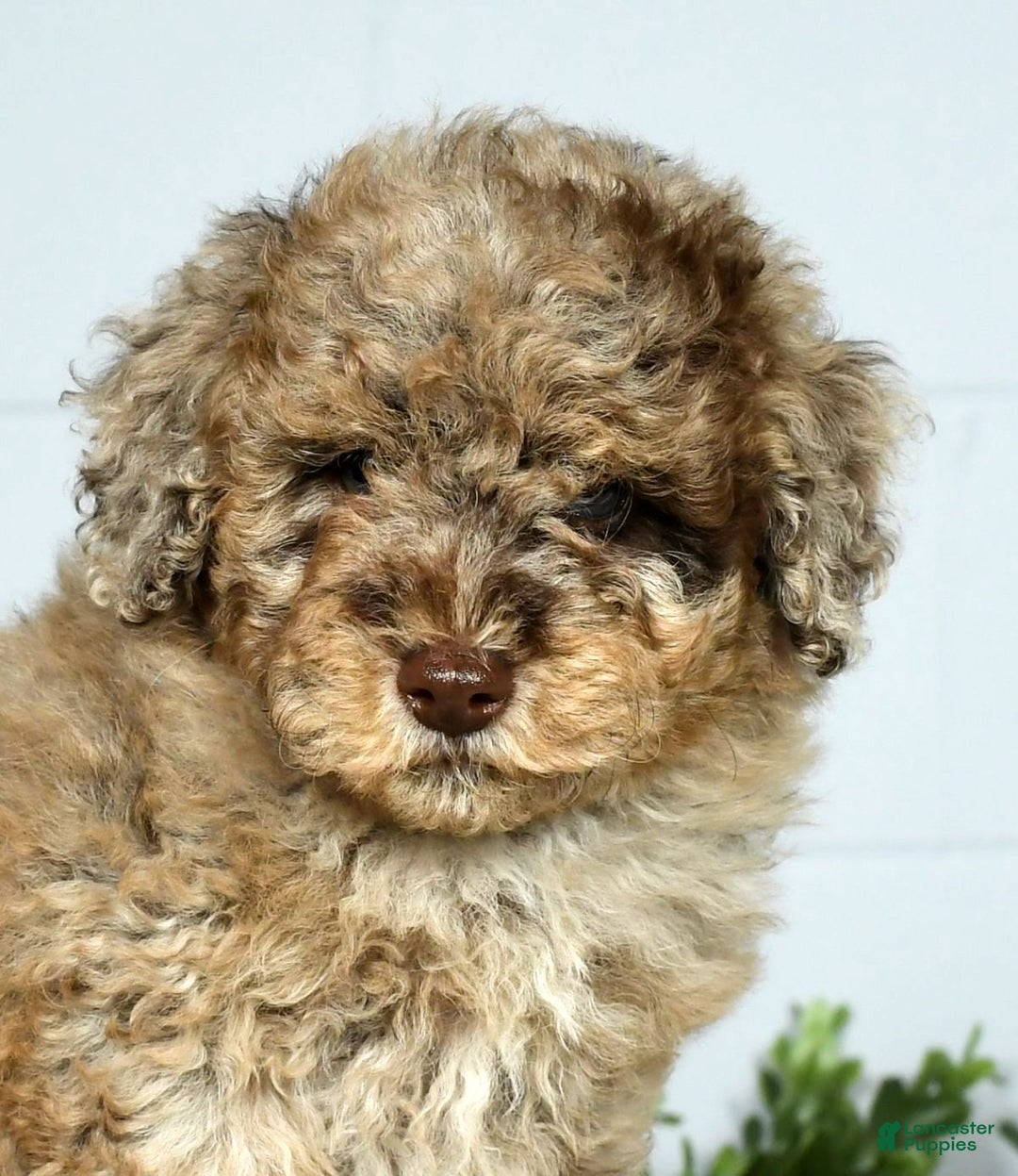 Miniature Poodle dogs for sale: Jake - Ad 9