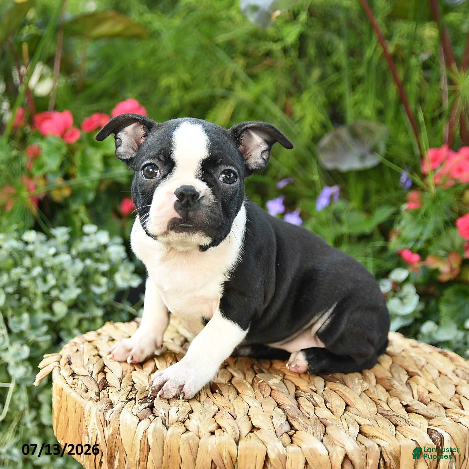 Boston Terrier dogs Beatrice - Ad 1