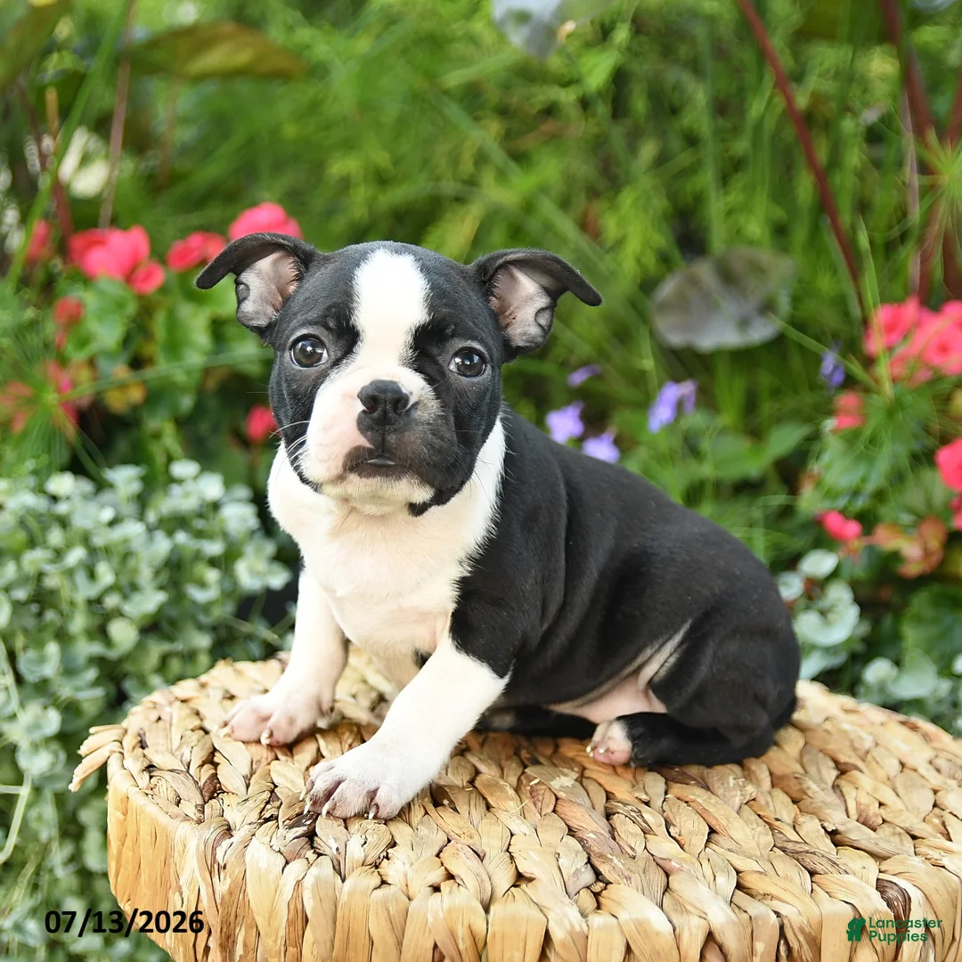 Boston Terrier dogs for sale: Beatrice - Ad 1