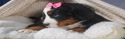 Bernese Mountain Dog dogs for sale: HANNAH - Ad 6