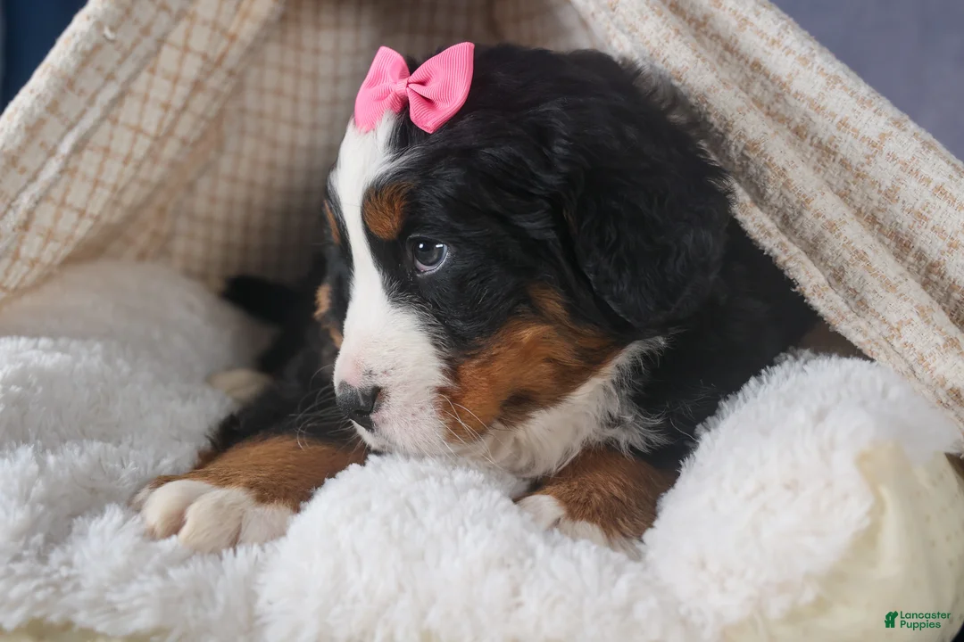 Bernese Mountain Dog dogs for sale: HANNAH - Ad 6
