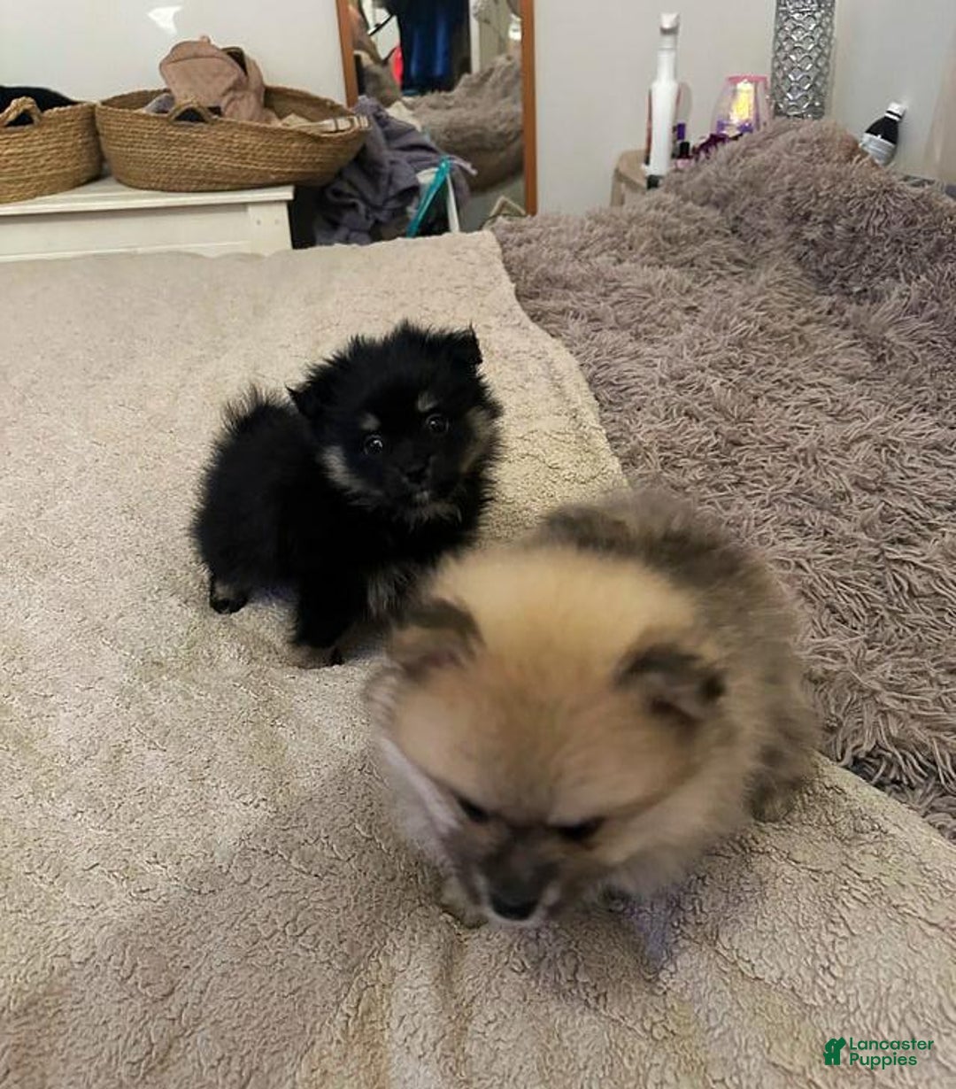 Pomeranian dogs for sale: Molly - Ad 8