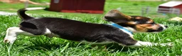 Beagle dogs for sale: Ved - Ad 11