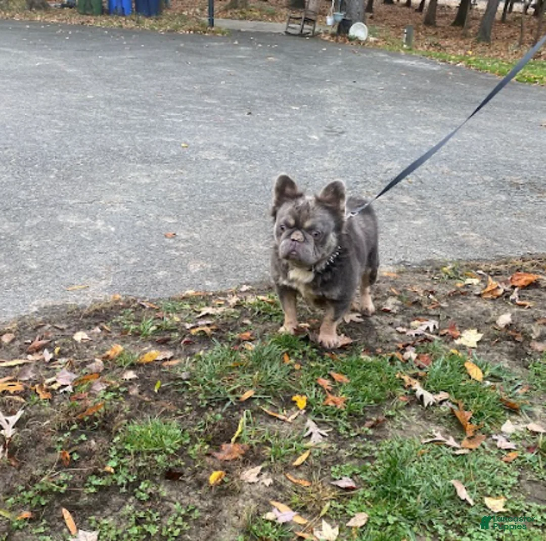 French Bulldog dogs for sale: Pirate - Ad 1