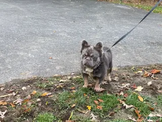 French Bulldog dogs for sale: Pirate - Ad 2