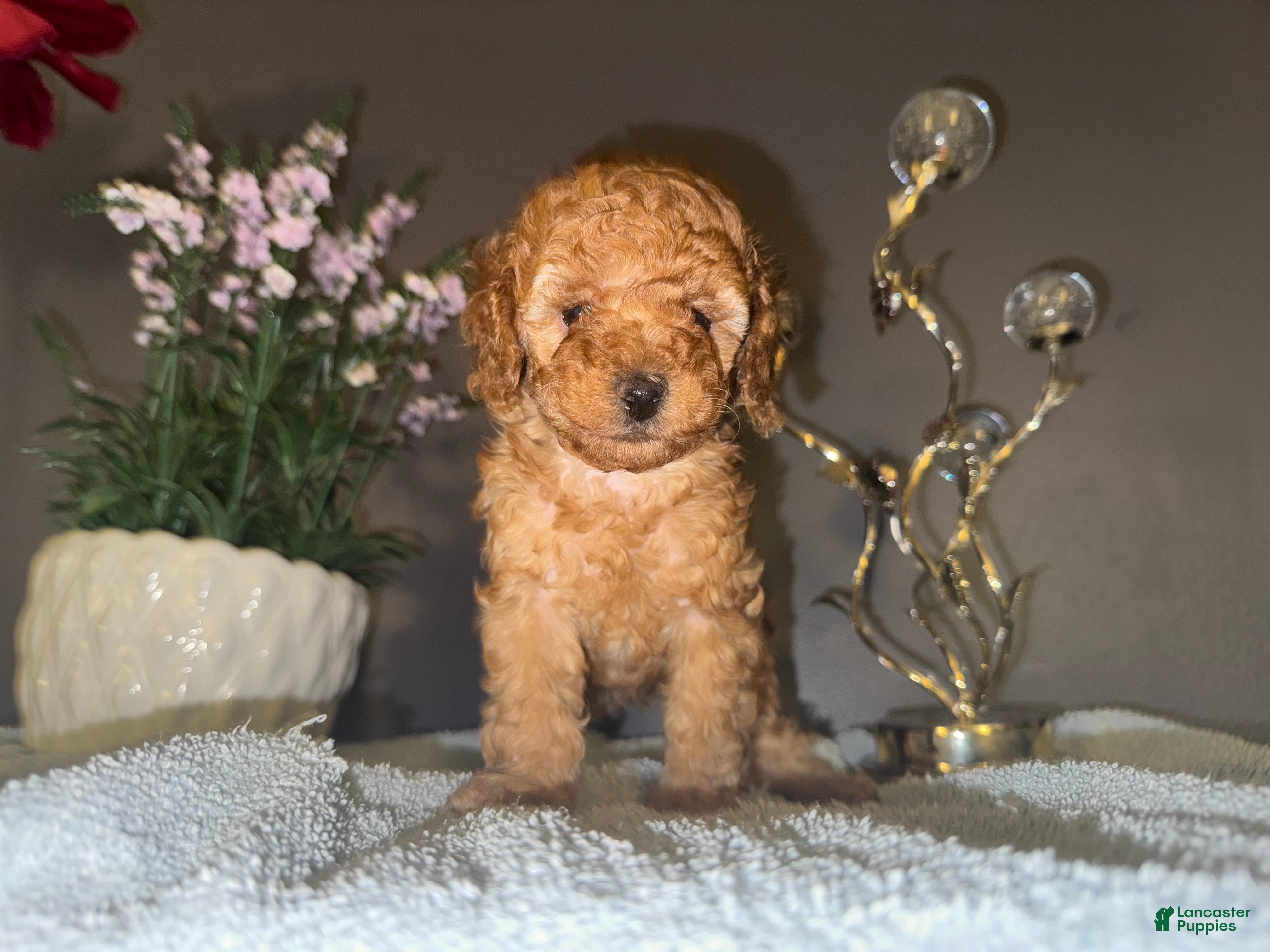 Miniature Poodle dogs Miniature Poodle Lulu - Ad 17