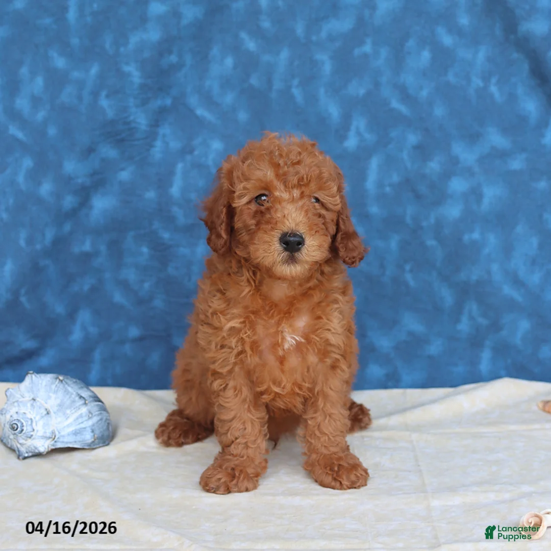 Goldendoodle dogs for sale: Bowser - Ad 5