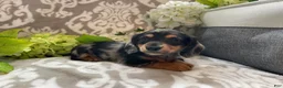Miniature Dachshund dogs for sale: Sheila - Ad 12