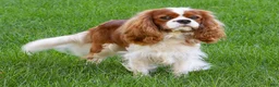Cavalier King Charles Spaniel dogs for sale: Cavalier King Charles Spaniel 3 - Ad 8