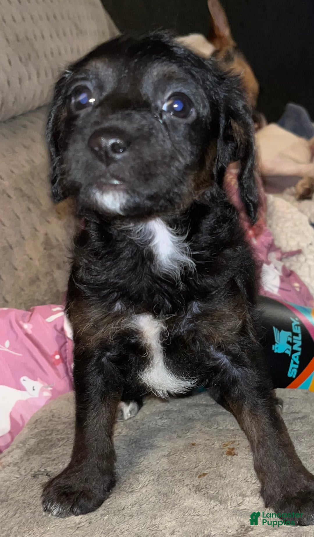 Mixed Breed dogs for sale: Mixed Breed Puppy 3 - Ad 1