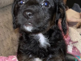 Mixed Breed dogs Mixed Breed Puppy 3 - Ad 7