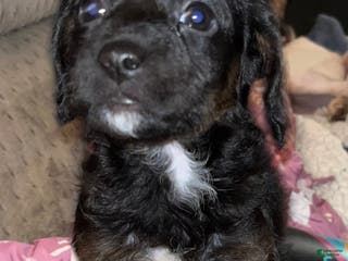 Mixed Breed dogs for sale: Mixed Breed Puppy 3 - Ad 3