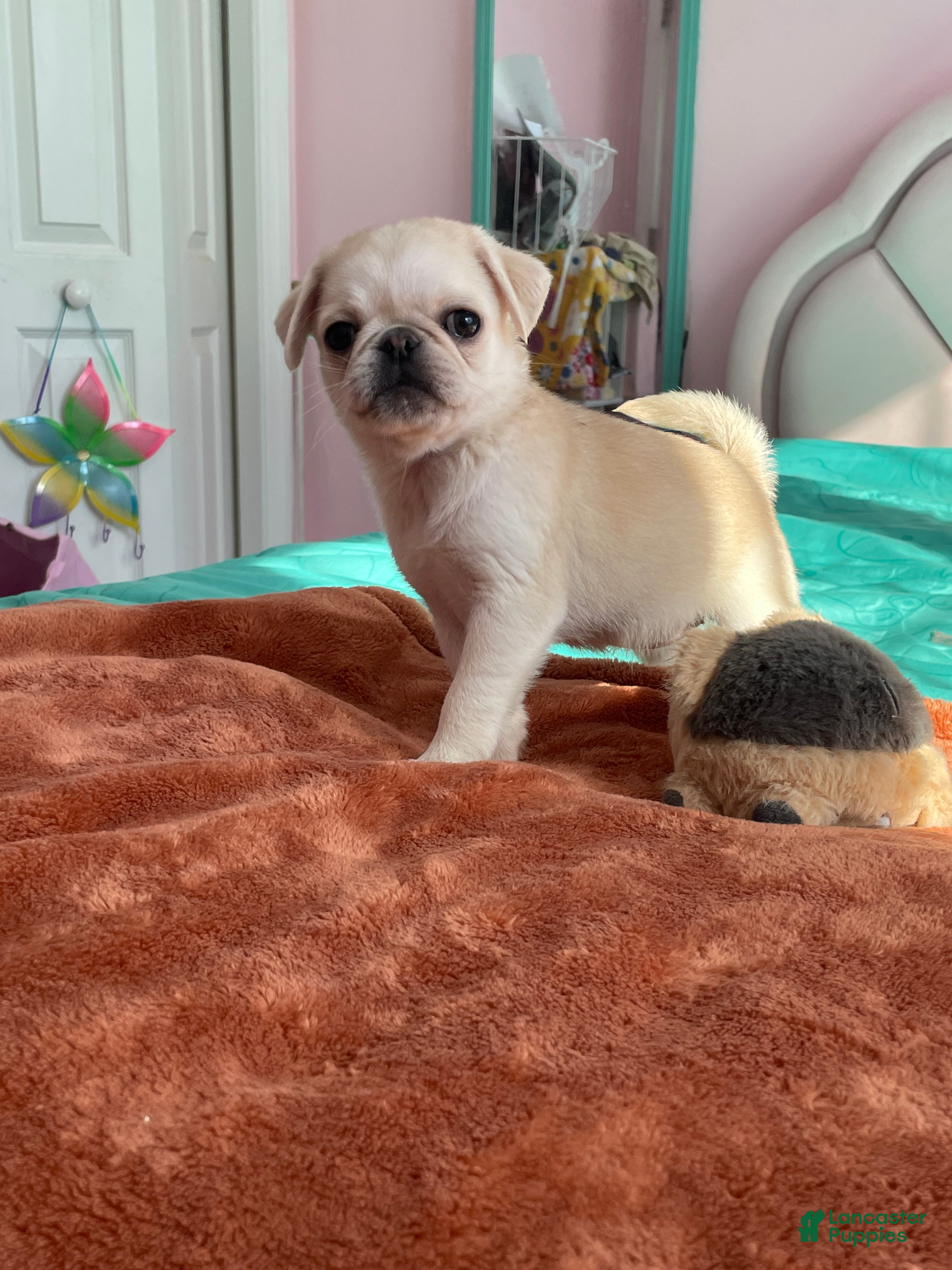 Pug dogs Pug Puppy 1 - Ad 42