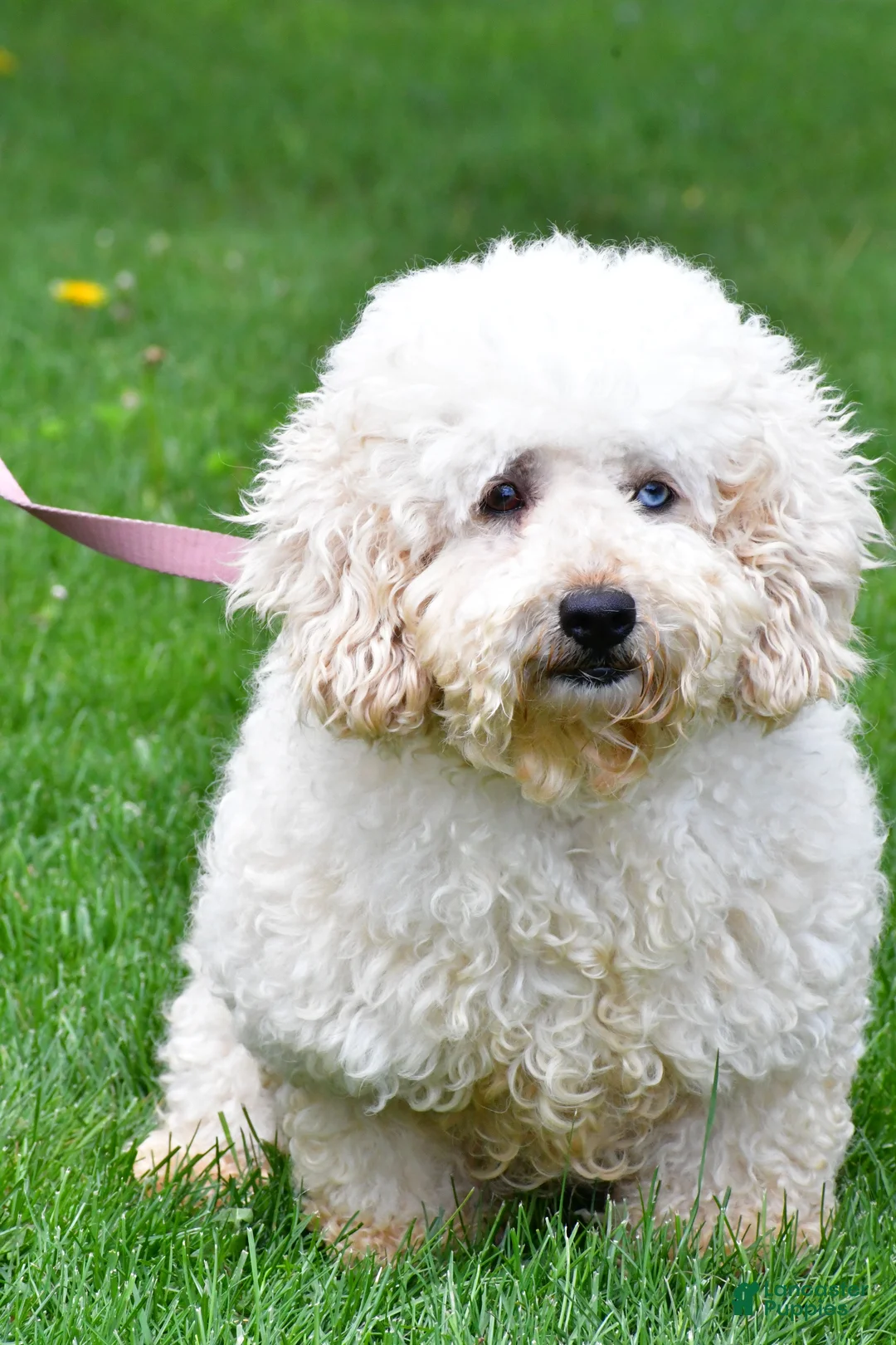 Maltipoo dogs for sale: Heather - Ad 7