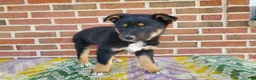Mixed Breed dogs for sale: Milo - Ad 5