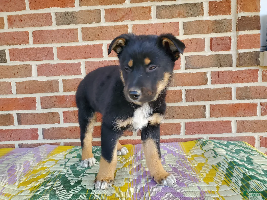 Mixed Breed dogs for sale: Milo - Ad 5