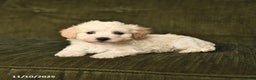Maltipoo dogs for sale: Landon - Ad 3