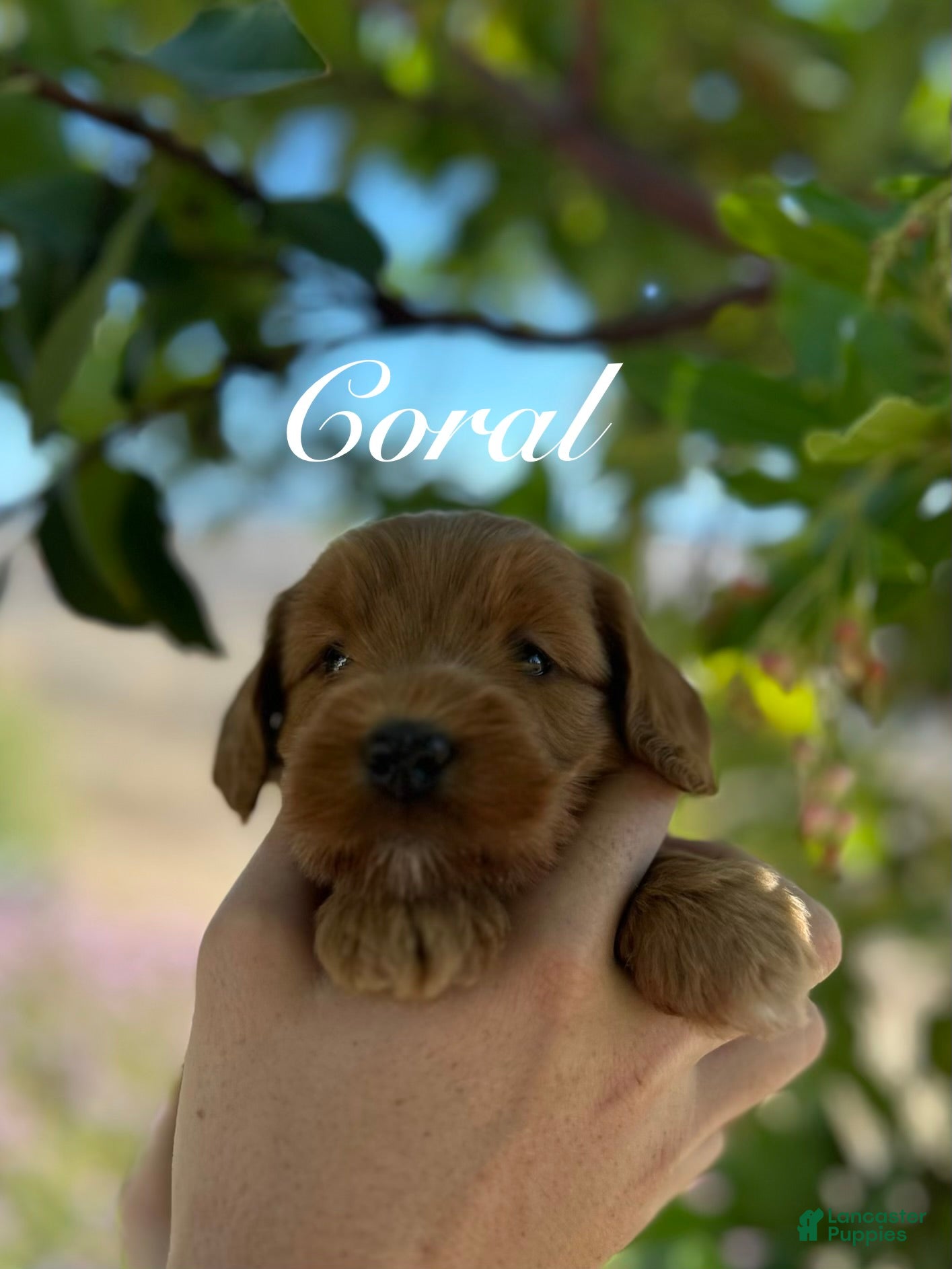 Australian Labradoodle dogs Coral - Ad 1